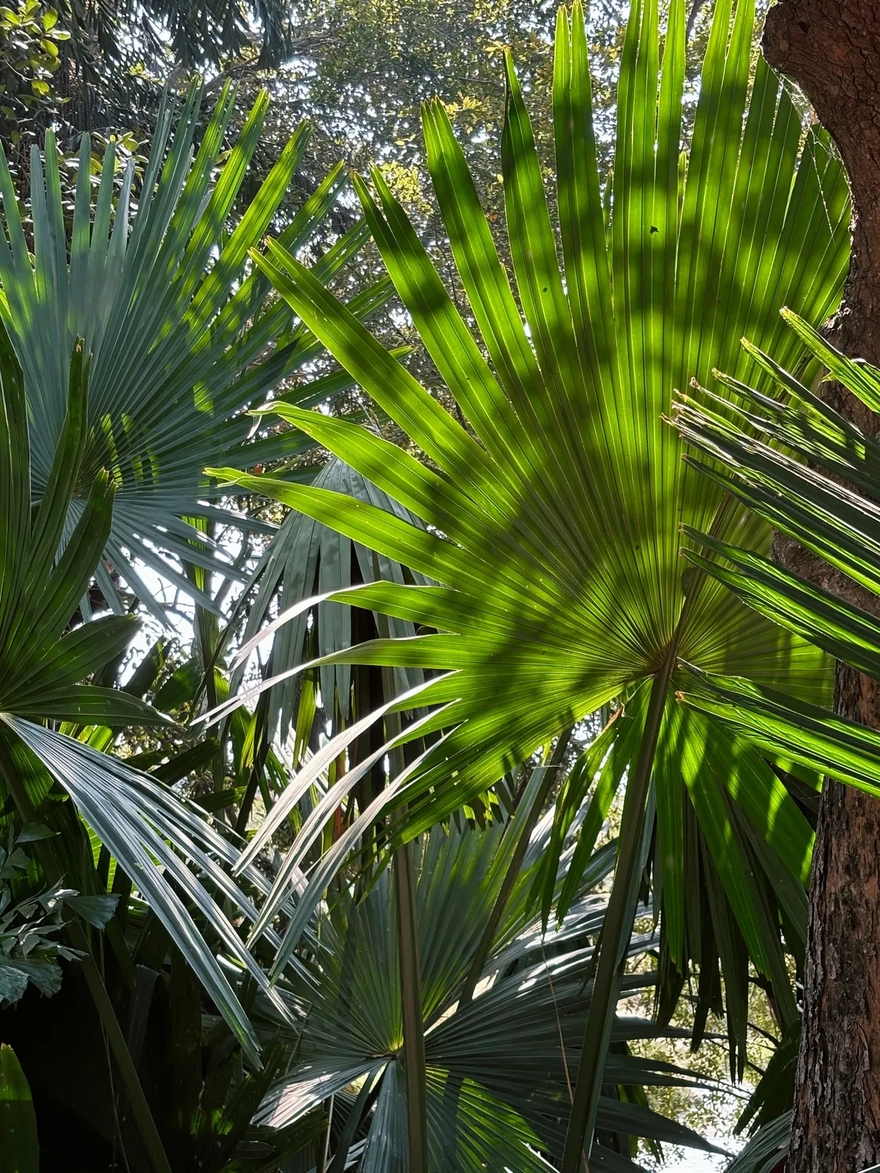 Sunlight through fan palm leaves
